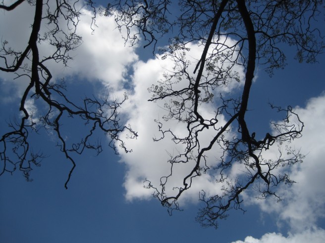 bare-jakaranda-branches-against-sky